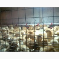 Продаем цыпля мясояичной породы и несушки заказуйте цена ниже рыночной