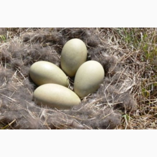 Реализуем подлинные яйца для инкубации уток Мулард