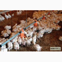 Продам курчата мясо-яєчних порід Іспанка