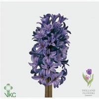 Hyacinth, Геацинт, ОПТ, Киев, к 8 Марта, Украина, До 8 березня Геацинт