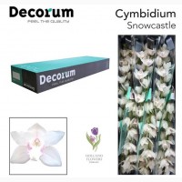 Orchid Cymbidium, Орхидея, ОПТ, Киев, Украина