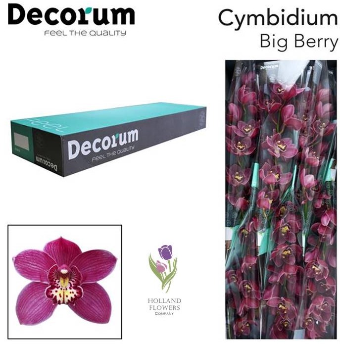 Фото 3. Orchid Cymbidium, Орхидея, ОПТ, Киев, Украина