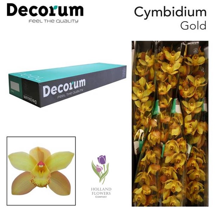 Фото 6. Orchid Cymbidium, Орхидея, ОПТ, Киев, Украина