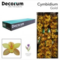 Orchid Cymbidium, Орхидея, ОПТ, Киев, Украина