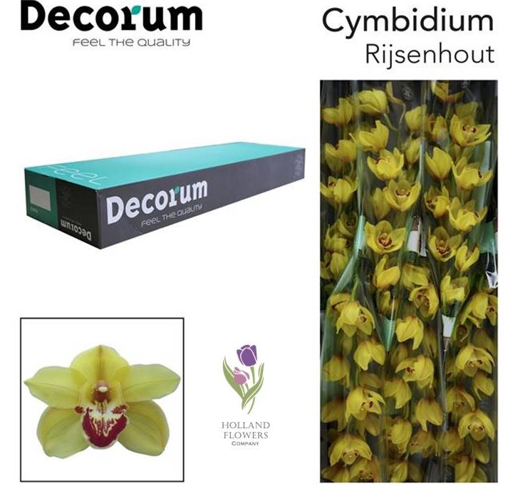 Фото 7. Orchid Cymbidium, Орхидея, ОПТ, Киев, Украина