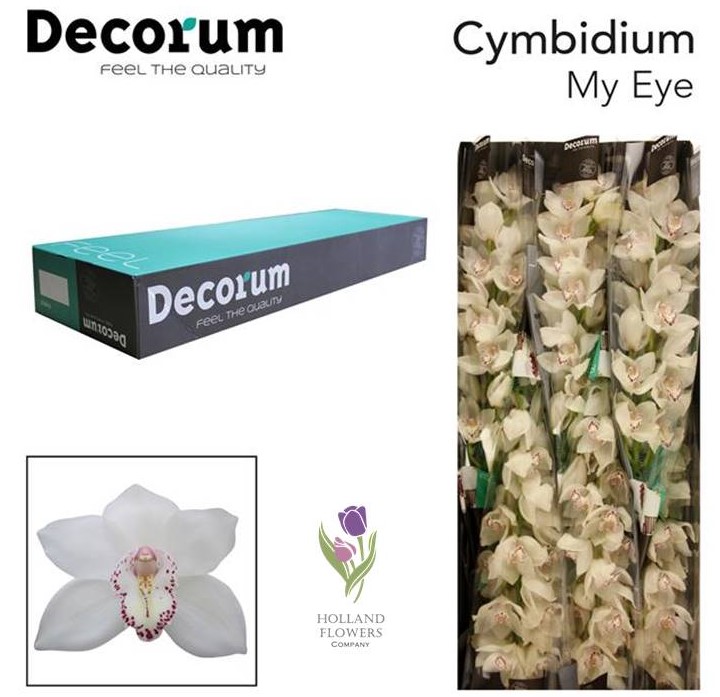 Фото 8. Orchid Cymbidium, Орхидея, ОПТ, Киев, Украина