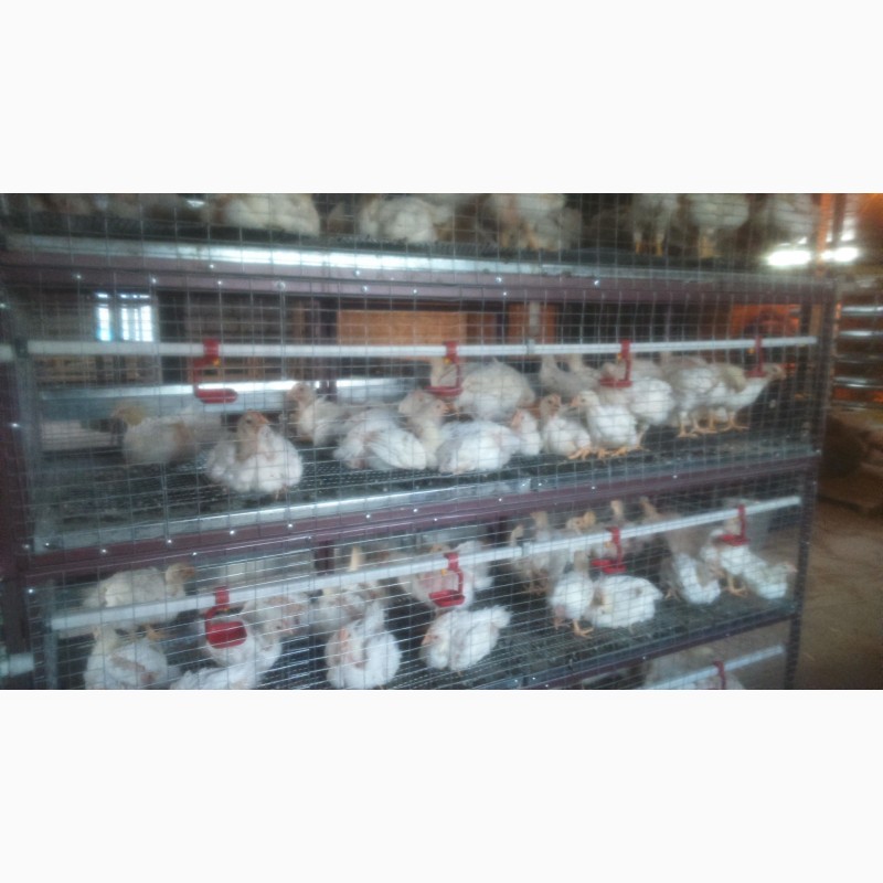 Фото 6. Продам клетки, брудера для живности (цыплята, бройлеры, перепела, кроли)