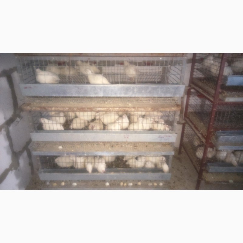 Фото 8. Продам клетки, брудера для живности (цыплята, бройлеры, перепела, кроли)