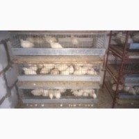 Продам клетки, брудера для живности (цыплята, бройлеры, перепела, кроли)