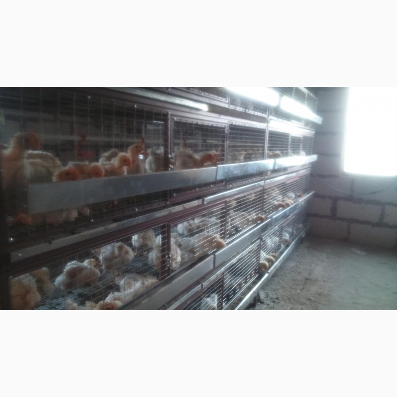 Фото 9. Продам клетки, брудера для живности (цыплята, бройлеры, перепела, кроли)