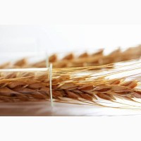 Насіння твердої пшениці, семена пшеницы трансгенный сорт двуручки amadeo