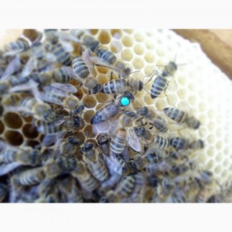 Неплідні Бджоломатки Карника Карніка “ПЕШЕЦ” та Українська степова