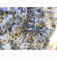 Неплідні Бджоломатки Карника Карніка “ПЕШЕЦ” та Українська степова