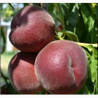 Продам екологічно-чисті персики від виробника