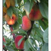Продам екологічно-чисті персики від виробника