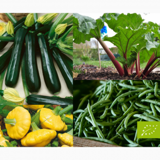 Продам органічні овочі врожаю 2019 року Ревінь Цукіні Патисони Спаржева квасоля