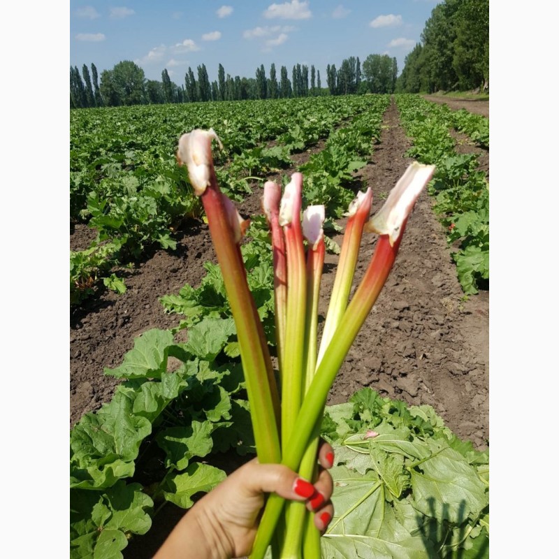Фото 2. Продам органічні овочі врожаю 2019 року Ревінь Цукіні Патисони Спаржева квасоля