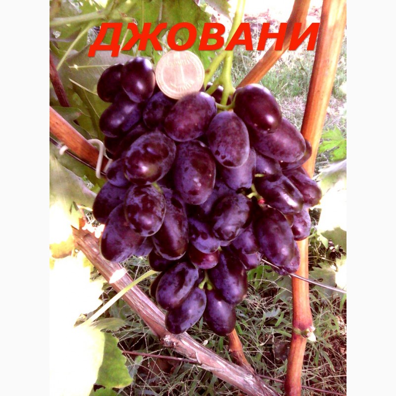 Фото 10. Черенки и саженцы крупноплодного винограда