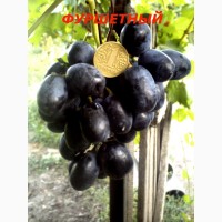 Черенки и саженцы крупноплодного винограда
