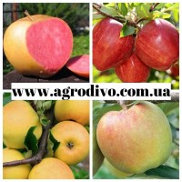 Яблони 50сортов, груши, сливы, персики, смородина, малина оптом и в розницу