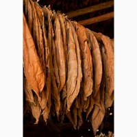 Табак для трубки боливийский криола блек