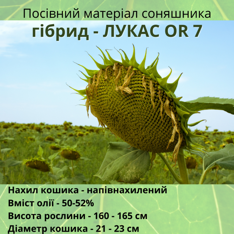 Фото 8. Якісне насіння соняшника Української селекції!!! Вдале поєднання ціни і якості