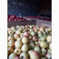 Продам яблука та груші різних сорті