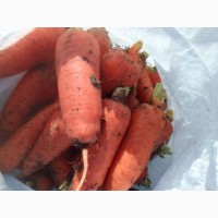 Продам Морковь оптом сорт Аббако