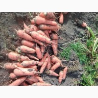 Продам Морковь оптом сорт Аббако