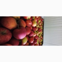 Продам яблука, опт, з холодильника, фреш. 7+, Городок Хм., без парші, градобою, 4.5 грн