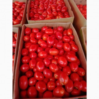 Продам польовий помідор Слива гарної якості