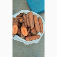 Продам морковку оптом