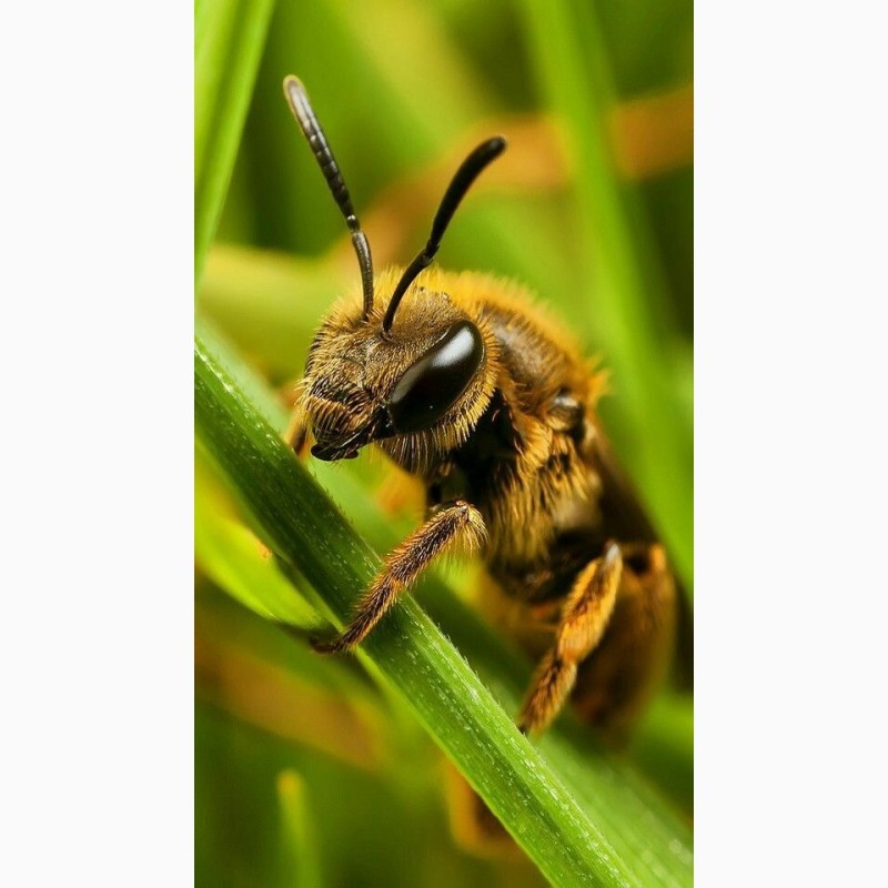 Фото 2. Продам бджоли