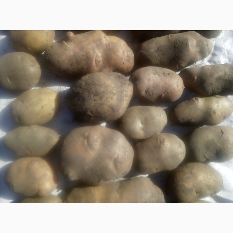 Фото 3. Продам посадкову та велику картоплю (70 сортів)