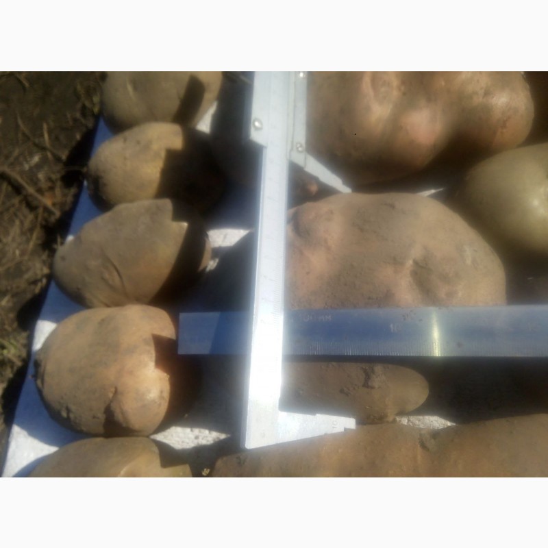 Фото 4. Продам посадкову та велику картоплю (70 сортів)