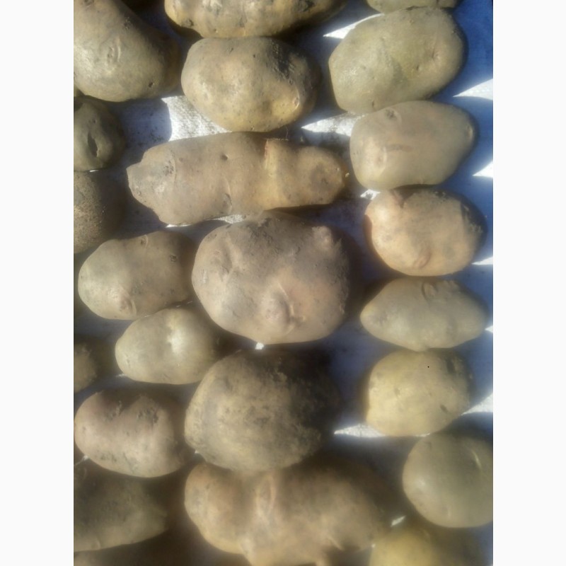 Фото 5. Продам посадкову та велику картоплю (70 сортів)