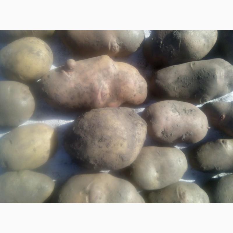 Фото 6. Продам посадкову та велику картоплю (70 сортів)