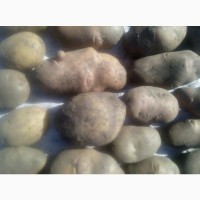 Продам посадкову та велику картоплю (70 сортів)