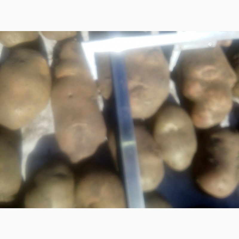 Фото 7. Продам посадкову та велику картоплю (70 сортів)