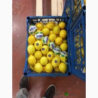 Лимон лимон