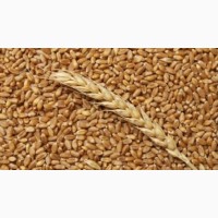Продам пшеницю 3 клас 2000 тонн, Чернівецька обл