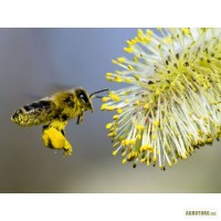 Куплю пчёл с ульями (многокорп.)