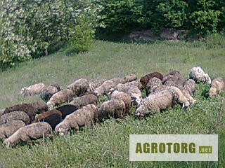 Фото 2. Продам овец