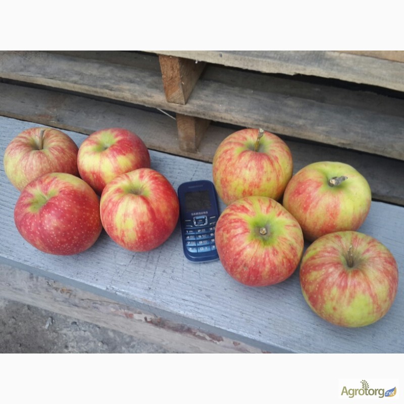 Фото 2. Производитель продаст яблоко, много сортов