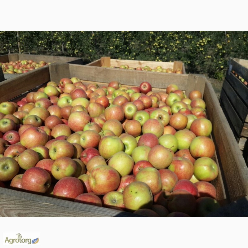 Фото 5. Производитель продаст яблоко, много сортов
