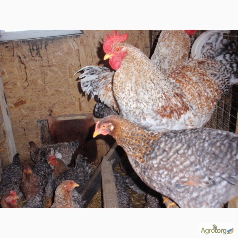Фото 11. Продам инкубационные яйца кур, породы Первомайская, Билефельдер
