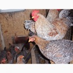 Продам инкубационные яйца кур, породы Первомайская, Билефельдер