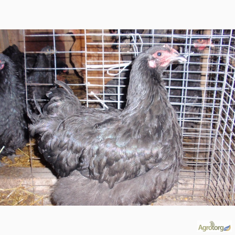 Фото 12. Продам инкубационные яйца кур, породы Первомайская, Билефельдер
