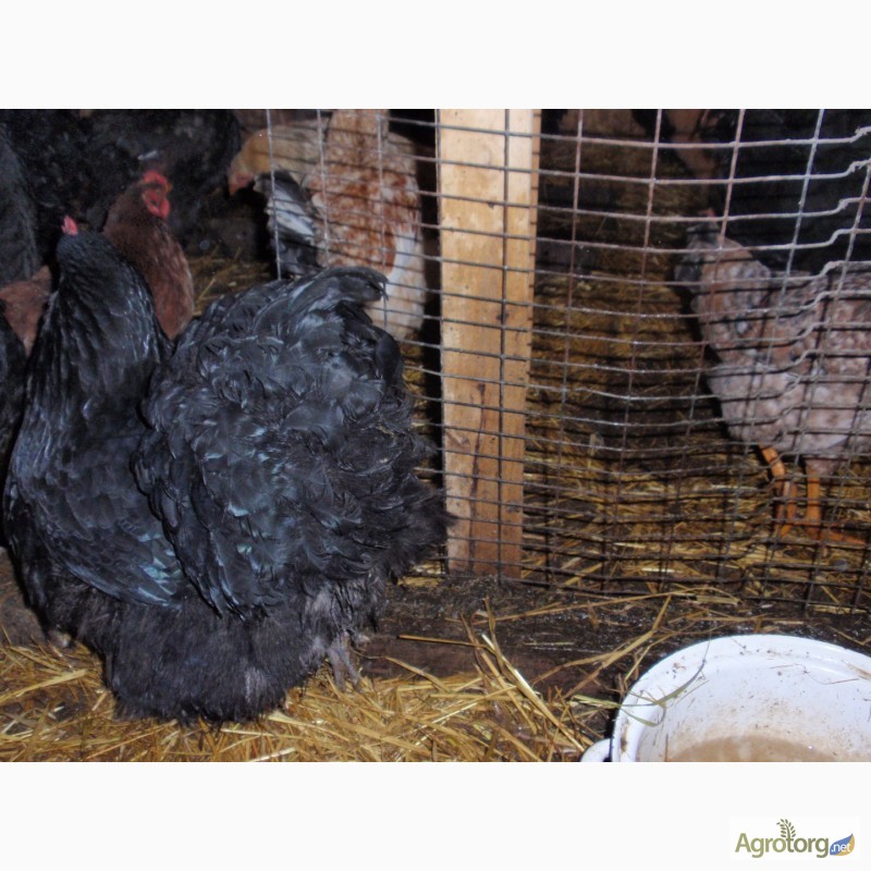 Фото 13. Продам инкубационные яйца кур, породы Первомайская, Билефельдер