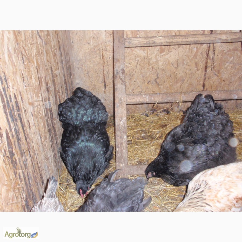 Фото 14. Продам инкубационные яйца кур, породы Первомайская, Билефельдер